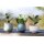 Räder Design Blumentöpfchen „Evergreen“ – Blumenfreunde